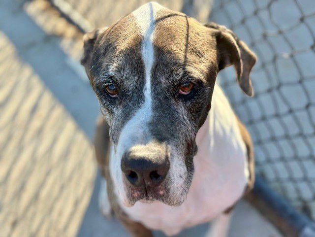 BUSTER - Great Dane available for adoption