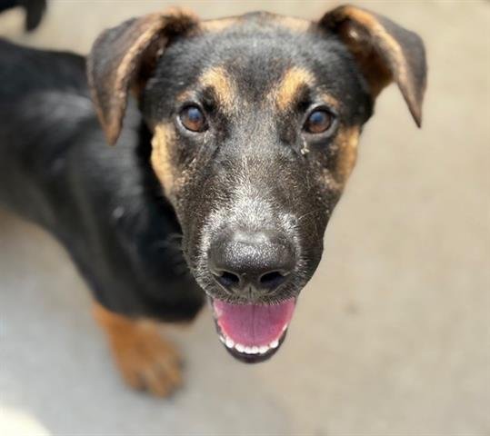 ROCCO - German Shepherd Dog available for adoption