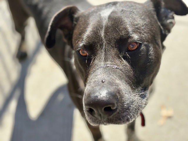 CHRISTOPHER - Labrador Retriever available for adoption