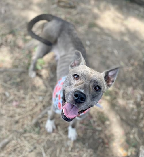 CRICKET - Pit Bull Terrier available for adoption