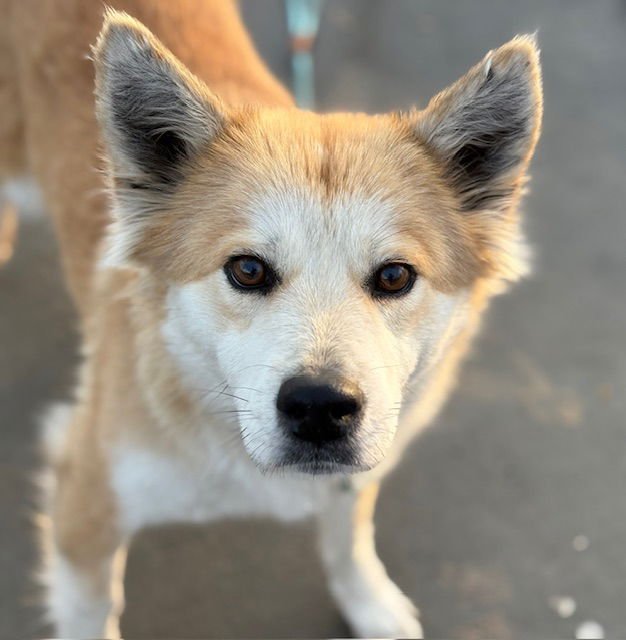 TRUDY - Border Collie available for adoption