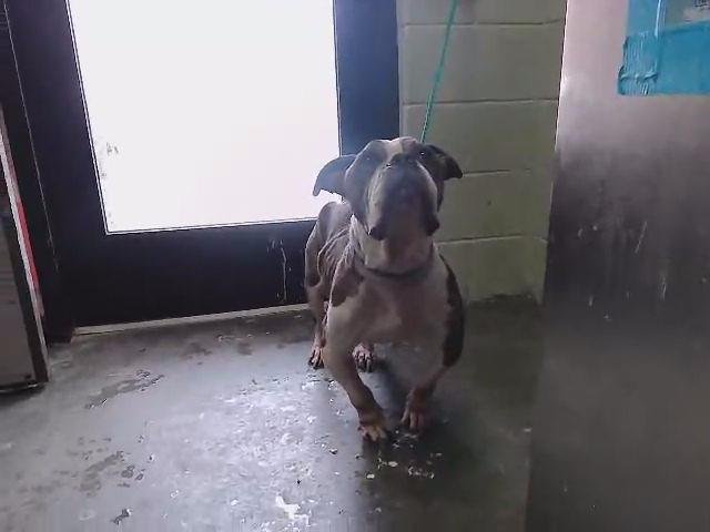 MAISIE - Pit Bull Terrier available for adoption