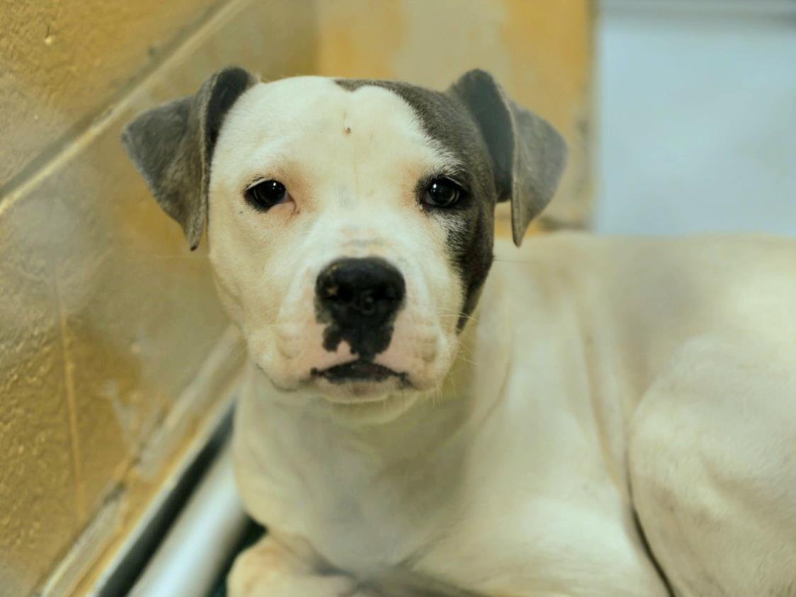 SPOT - Pit Bull Terrier available for adoption