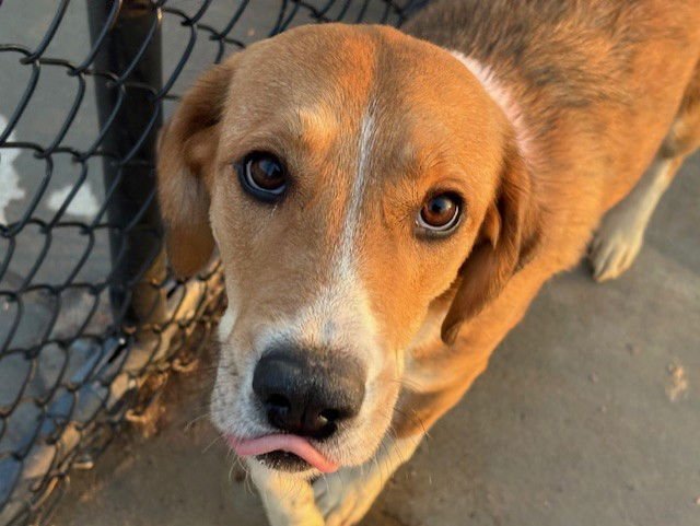 BLOSSOM - Beagle available for adoption
