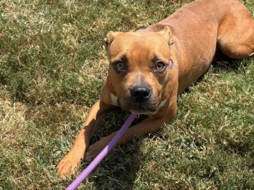 FE - Pit Bull Terrier available for adoption