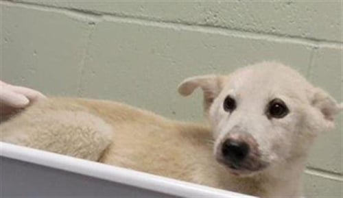 FEATHER - Husky available for adoption