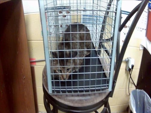 MANNY - Domestic Short Hair for adoption in Broken Arrow