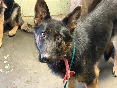 BAMBI - German Shepherd Dog available for adoption