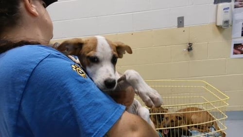 AUTUMN - Labrador Retriever available for adoption