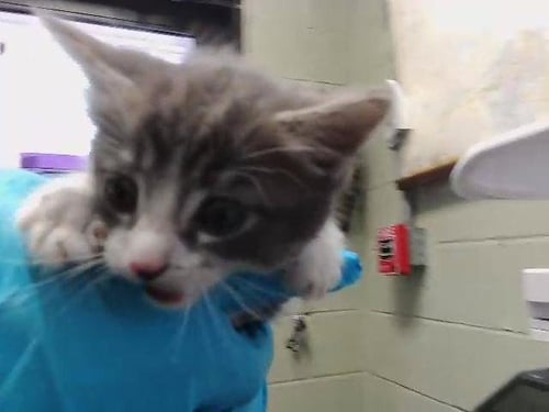 TIGER - Domestic Medium Hair available for adoption