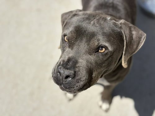 PENNY - Pit Bull Terrier available for adoption