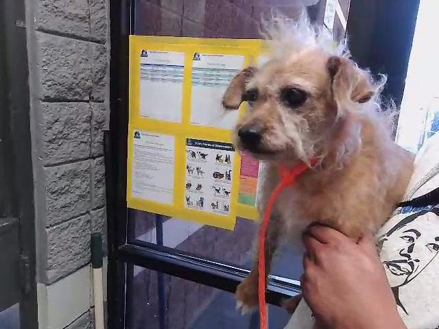 CHUBY - Scottish Terrier Scottie available for adoption