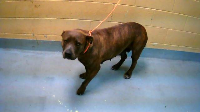 DARCY - Pit Bull Terrier available for adoption