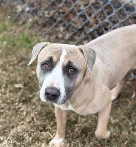 WONDERFUL - Pit Bull Terrier available for adoption