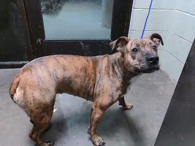 TRIXIE - Pit Bull Terrier available for adoption