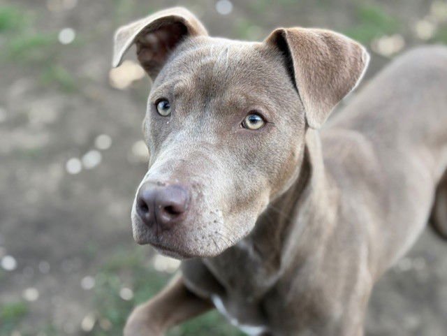 BLANCHE - Pit Bull Terrier available for adoption