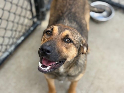 NUNA - German Shepherd Dog available for adoption