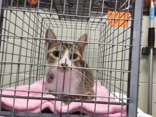 GLOSSY - Domestic Short Hair available for adoption
