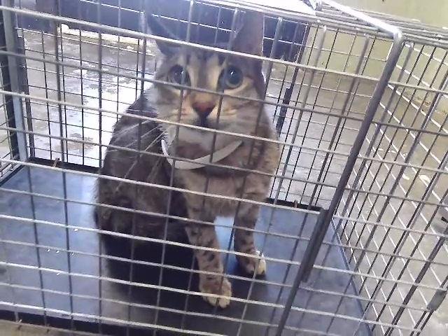 FLORENCE - Domestic Short Hair available for adoption