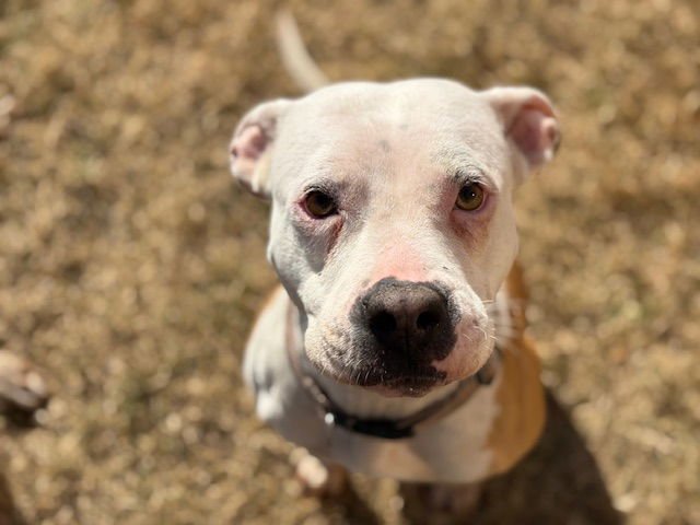 TULIP - Pit Bull Terrier available for adoption