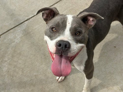 CHEEZ-IT - Pit Bull Terrier available for adoption