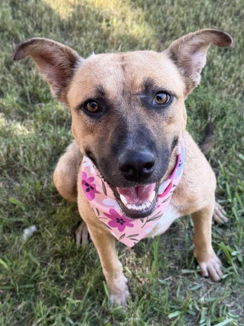 BLYTHE - German Shepherd Dog available for adoption
