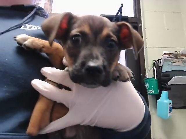 SIMBA - Pit Bull Terrier available for adoption