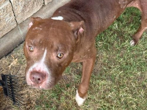 MAXIMUS - Pit Bull Terrier available for adoption