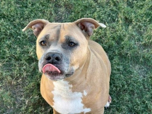 BABYGIRL - Pit Bull Terrier available for adoption