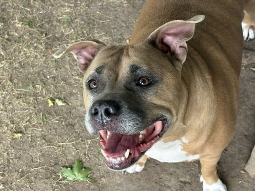 BABYGIRL - Pit Bull Terrier available for adoption