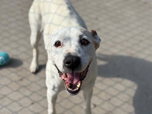 PEARL - Pit Bull Terrier available for adoption