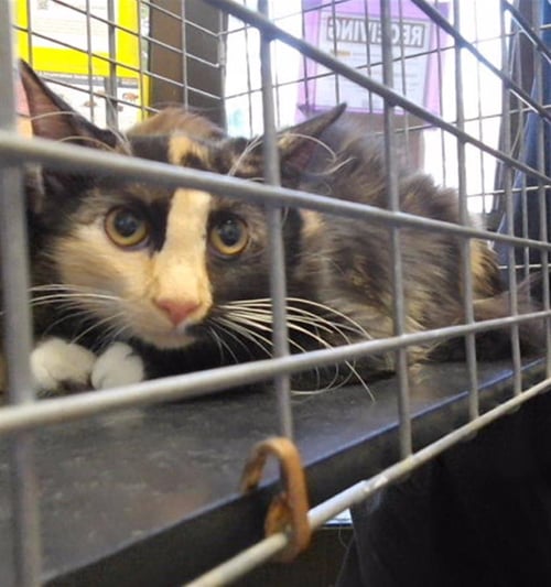 A185186 - Domestic Long Hair available for adoption