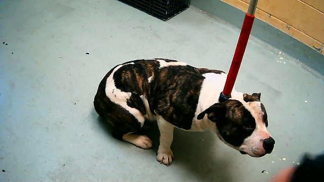 ADDY - Pit Bull Terrier available for adoption