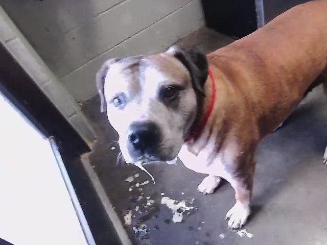 THOR - Boxer available for adoption