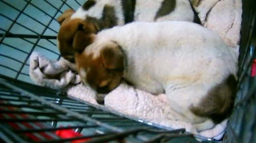 AZUL - Queensland Heeler available for adoption