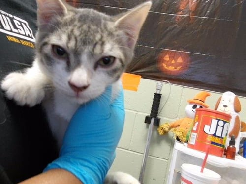 BRAD - Domestic Short Hair available for adoption
