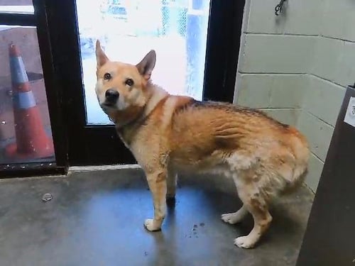 LUCAS - German Shepherd Dog available for adoption