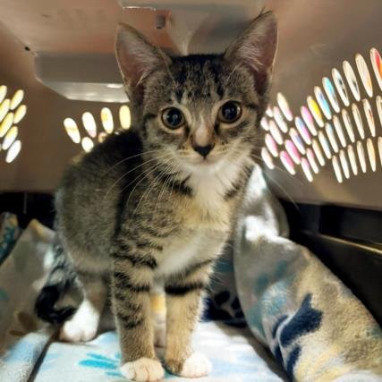 MILKSHAKE - Domestic Short Hair available for adoption
