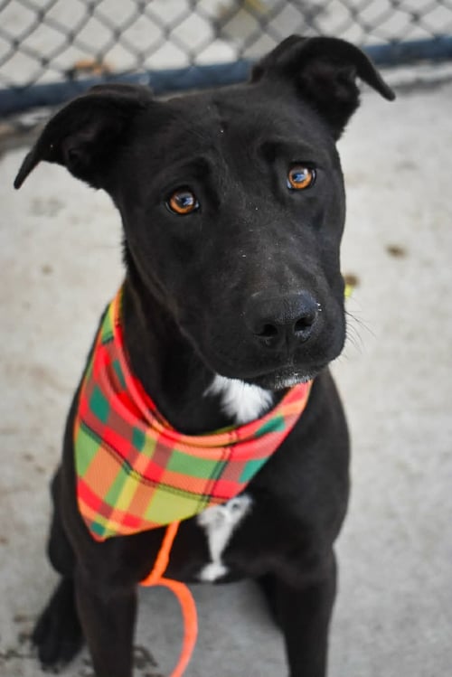 SIERRA - Pit Bull Terrier available for adoption