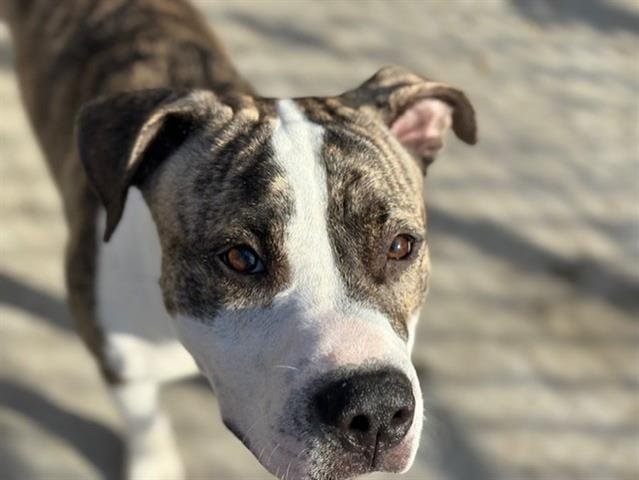 CHATTER TEEFS - American Bulldog available for adoption