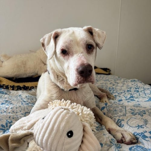 MEMAW STELLA - Labrador Retriever for adoption in Tulsa