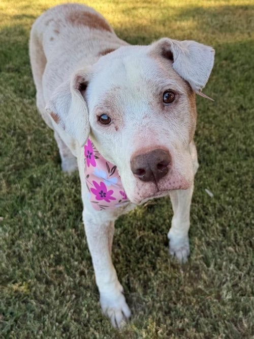 MEMAW - Labrador Retriever available for adoption