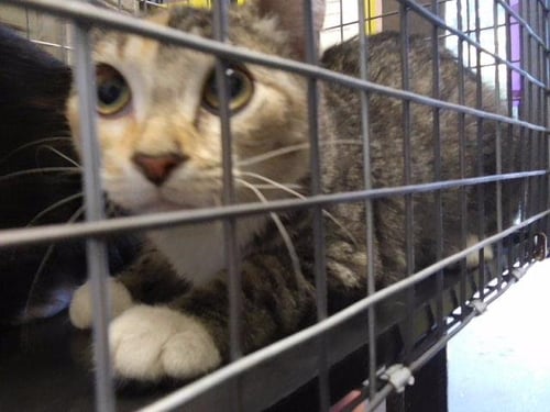A185183 - Domestic Short Hair available for adoption