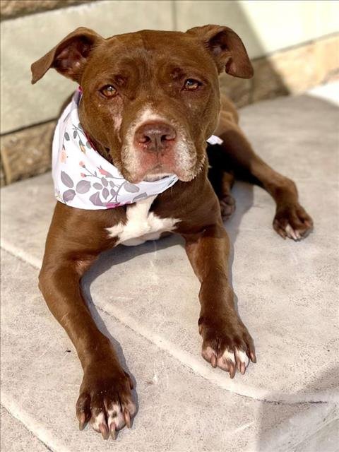 BURNADETTE - Pit Bull Terrier available for adoption
