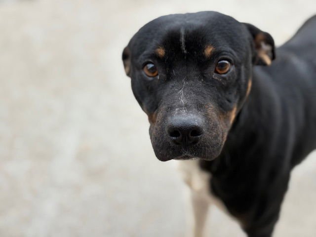 BRUNO - Pit Bull Terrier / Australian Cattle Dog/Blue Heeler available for adoption