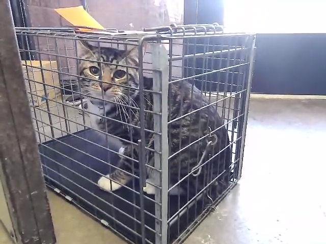 ANDY - Domestic Short Hair available for adoption