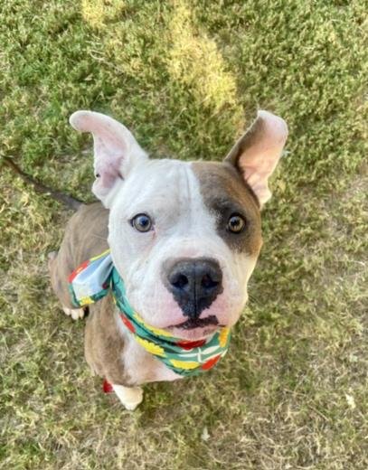 MR PIBB - Pit Bull Terrier available for adoption
