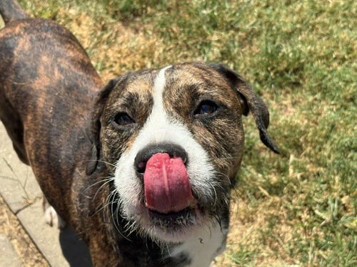 ROCKY - Pit Bull Terrier available for adoption