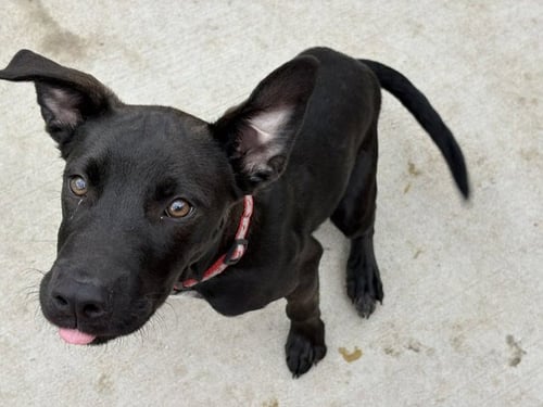 PAUL - Pit Bull Terrier available for adoption