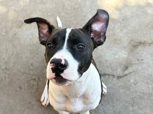FORKLIFT CERTIFIED - Pit Bull Terrier available for adoption